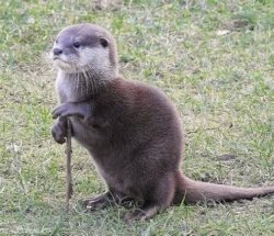 Sofisticated Otter Meme Template