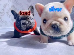 silver and toad's announcement temp Meme Template