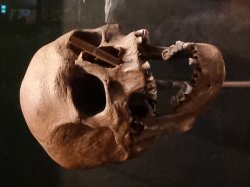 Skull Meme Template
