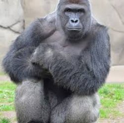 Harambe Meme Template