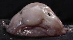 Blobfish Meme Template
