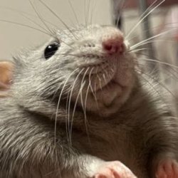 cringe rat Meme Template