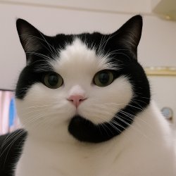 Cat Call Center Meme Template