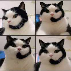 Support Cat Meme Template