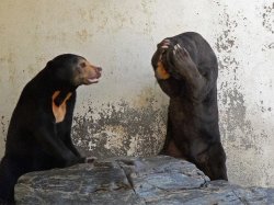 upset sun bear Meme Template