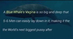 World's biggest pussy Meme Template