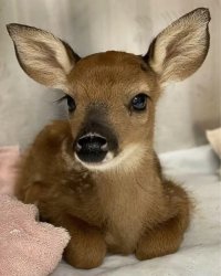 Cute baby deer sitting on blankie meme Meme Template