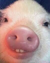 Got Any Snacks? Meme Template