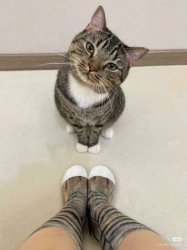 skeptic cat Meme Template