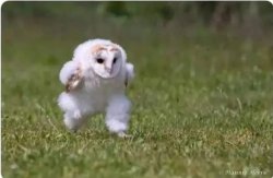 Owl run Meme Template