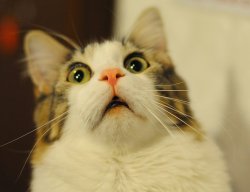 Omg cat Meme Template