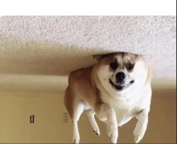 Day 18 of lockdown: Filled dog with helium Meme Template