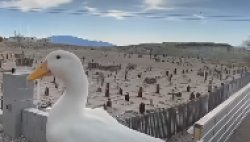 Souls of the Un-duck Meme Template