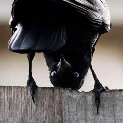 Upside-down Crow Meme Template