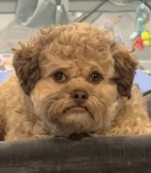 Why dog Meme Template