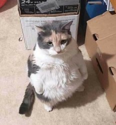 Cat standing up Meme Template