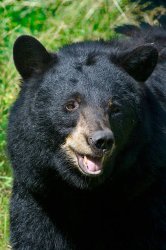 Happy Bear Meme Template