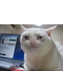 Very Sad Cat Meme Template