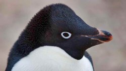 cool pengi Meme Template