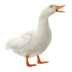Duck Meme Template