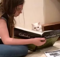 Calculus Cat Meme Template