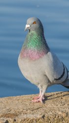 Pigeon Meme Template