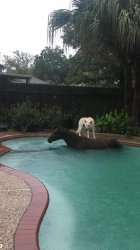 dog on horse in pool Meme Template