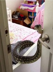 snake opening door Meme Template