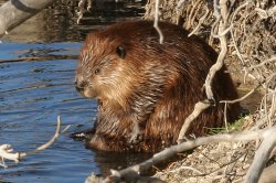 Sad Beaver Meme Template