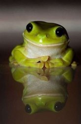 interested frog meme Meme Template