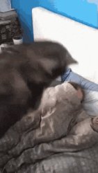 Dog jumping on pillow Meme Template