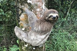 Sloth monster Meme Template