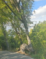 Tree sitting Meme Template