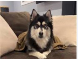 funny husky Meme Template