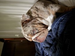 Unamused bulldog Meme Template