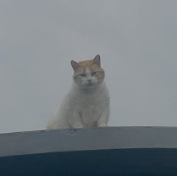 Portuguese Rooftop Cat Is Judging You! Meme Template