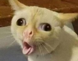 Caughing cat Meme Template