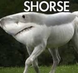 Shorse Meme Template