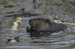Beaver Meme Template