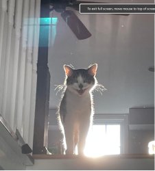 Dracula Cat Meme Template