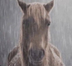 Horse Rain Meme Template