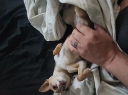 Paint me like one of your french girls Meme Template