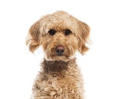 Doodle dog Meme Template