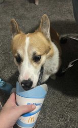 Grand dog spoiled Meme Template