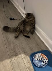 Empty plate cat Meme Template