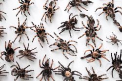 Spider Swarm Meme Template