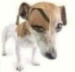 dog raising eyebrow Meme Template