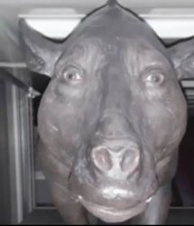 Pig Meme Template