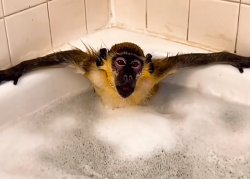 Monkey Sybau Meme Template