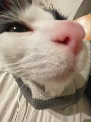 Judging Cat Meme Template